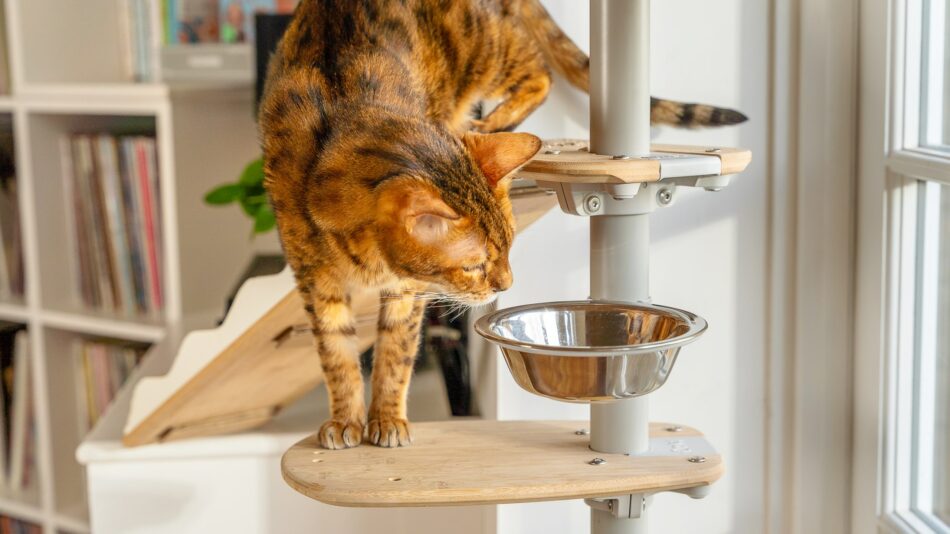 En katt klättrar ner för Freestyle katträd till en skål mat