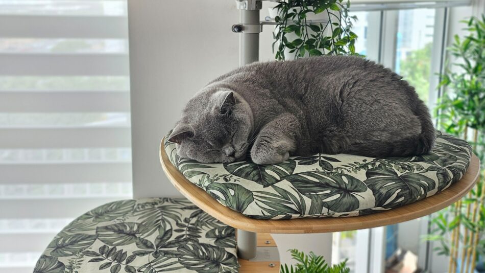 En katt sover på en plattform i katträdet Freestyle från Omlet