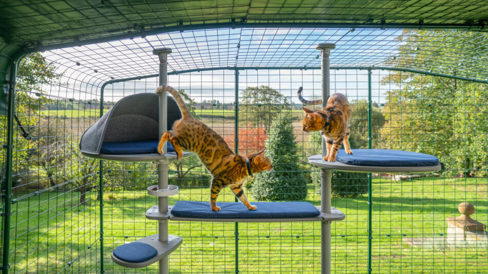 Två katter klättrar på Freestyle katträd för utomhusbruk i Omlets kattgård