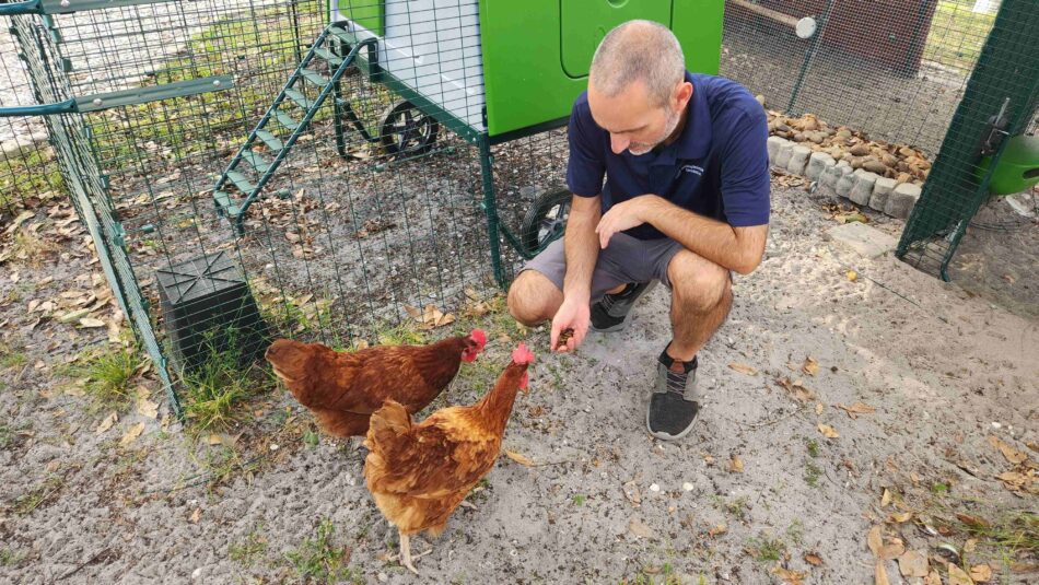 Jeremy Gary matar sin flock bredvid ett Eglu Cube-hönshus från Omlet