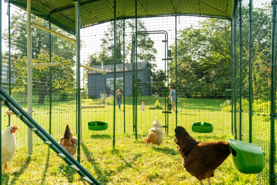 Walk in-hönsgård med hönor och tillbehör