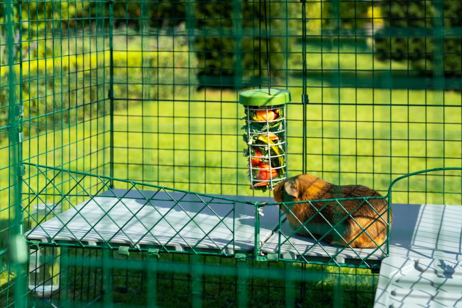 marsvin som äter från en Caddi godsaksbehållare