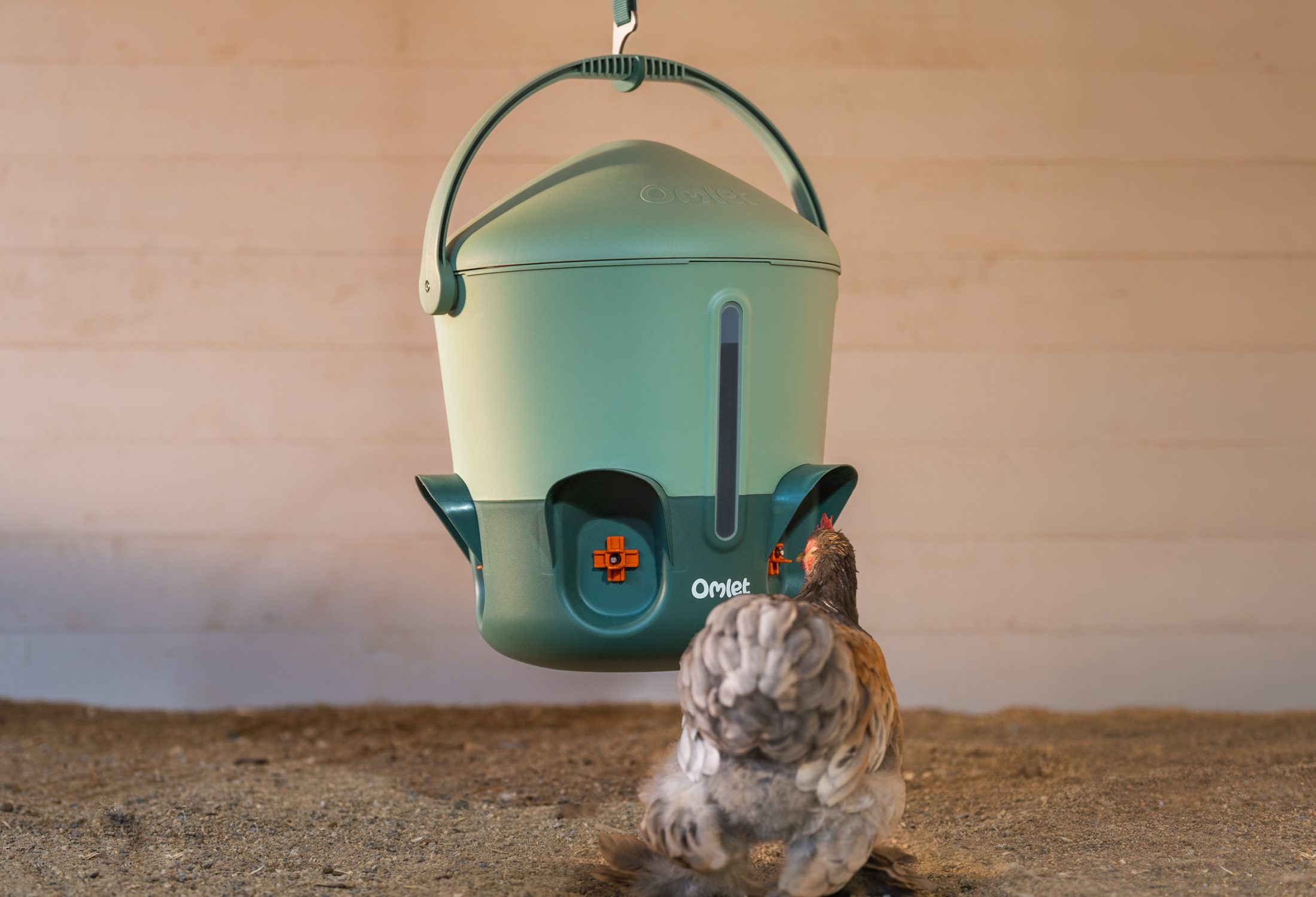 en höna dricker från en nippel på en upphängd vattenautomat