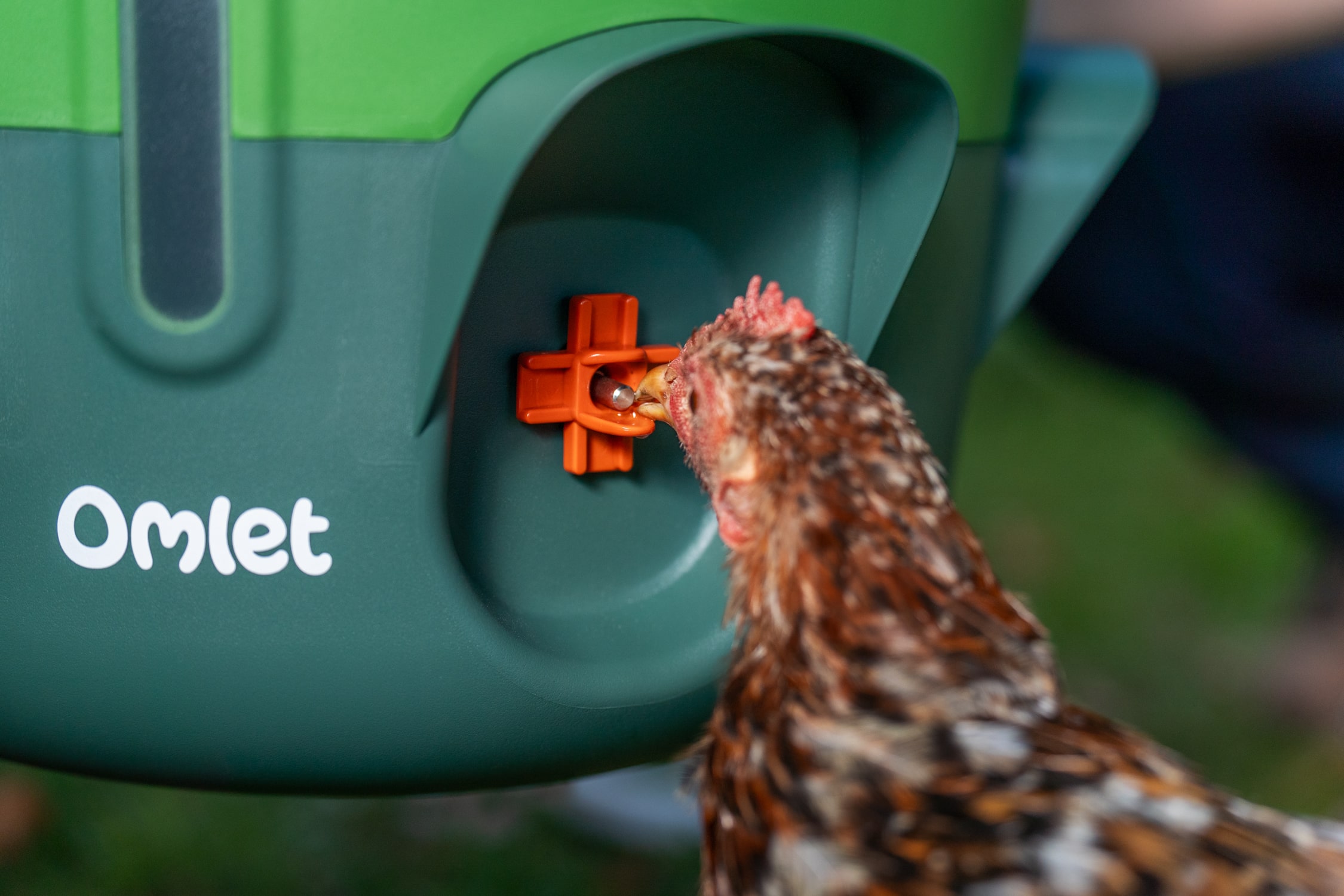 närbild på höna som dricker från Omlts vattenautomat med nipplar