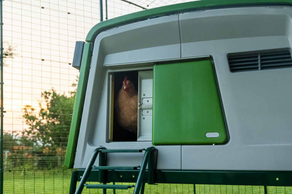 en höna kommer ut från hönshuset Eglu Cube som har en automatisk dörröppnare