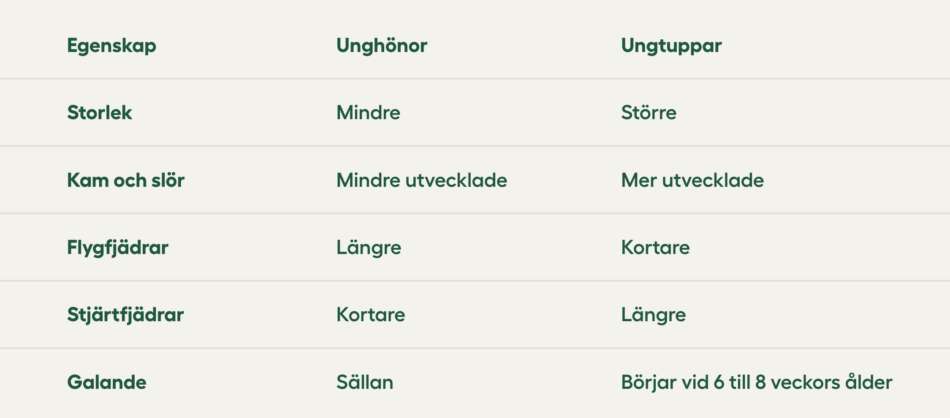 Unghönor v ungtuppar